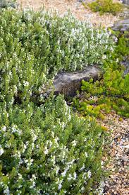 Image result for Satureja