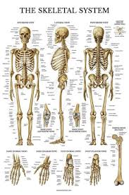 Skeletal System Anatomical Chart Laminated Human Skeleton Anatomy Poster D
