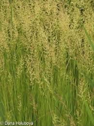 Image result for Agrostis epigejos