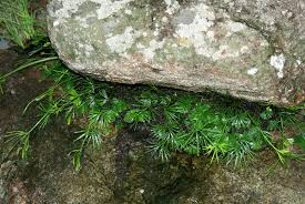 Image result for Actiniopteris dimorpha