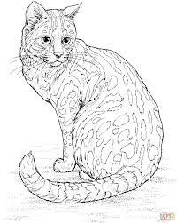 coloriage chat leopard coloriages a imprimer gratuits s football suisse clubs de