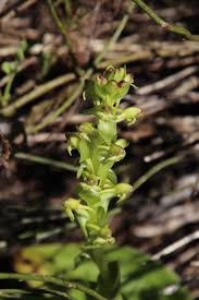 Image result for Satyrium chlorocorys