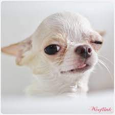 Wooflink Hip Designer Dog Clothes Happy Saturday Cute Chihuahua Chihuahua Love Chihuahua