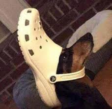 Check spelling or type a new query. 23 Dogs With Crocs On There Head Ideas In 2021 Funny Animals Crocs Cute Animals