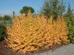 Bloodtwig dogwood 'midwinter fire', european dogwood 'midwinter fire', dogwood 'midwinter fire'. Cornus Sanguinea Midwinter Fire Cornouiller Sanguin Arbuste