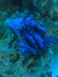 Image result for Coral Blue 1989 Colt