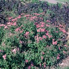 Image result for Spiraea bumalda
