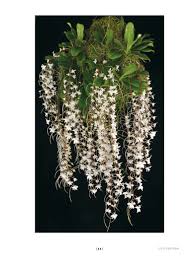 Image result for Aerangis ugandensis