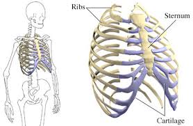 I am a vegitarian, so i don't eat fat of any the muscles can be aggrevated so be careful! Do Your Ribs Move Three Common Causes Of Stiff Ribcages