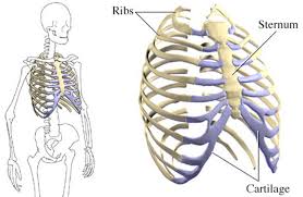 I am a vegitarian, so i don't eat fat of any the muscles can be aggrevated so be careful! Do Your Ribs Move Three Common Causes Of Stiff Ribcages