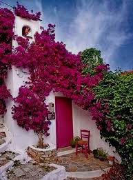 Pin De Marco Murillo Figueroa En Ideas Jardin Senderos De Jardin Arbol De Buganvilla Jardines