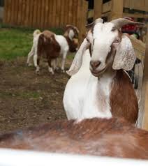Things to do near puffin croft petting farm & farm shop. 20 Best Children S Farms In Bristol Near Me Attractions In Somerset And Bristol Day Out With The Kids