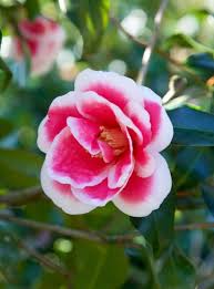 Christmas Carol Camellia Available Online From Plantsbymail Com Southern Living Plant Collection Beautiful Flowers Southern Living Plants