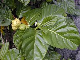 Image result for Morinda angolensis
