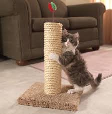 Cactus in relation to cats. Kmart Cat Scratching Post Cheap Online