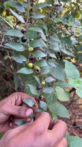 Image result for Scutia myrtina