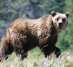 He's just a country kid at heart, he has simple things he came out of cal early, and even though he was the marquee player in the grizzlies, he was still. Lure Of The Grizzlies Keeps Veteran Biologist Coming Back Outdoornews