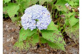 Different types of hydrangea bushes benefit from specific growing conditions, but as long as you cover the basics, you'll be rewarded with gaudy blossoms that. Cercospora Leaf Spot On Hydrangea