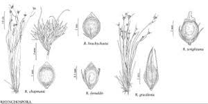 Image result for Rhynchospora gracillima