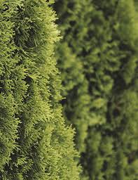 Keystone Veterinarian Fall 2022 by Hoffmann Publishing Group