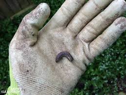 A strange new species of bug has been discovered in florida — and they could wreak havoc on the state's crops. Guide To Vegetable Garden Pests Identification And Organic Controls