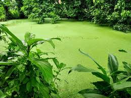 Kerala Pond Nature Golf Courses Pond