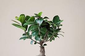 It is either a bacterial or fungal disease. What Causes Peace Lily Leaves To Turn Yellow Or Brown Ficus Ginseng Bonsai Bonsai Tree Indoor Bonsai Tree