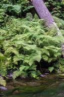 Image result for Cycnium filicalyx