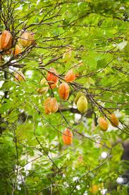 Small tree with attractive foliage incredible fruit with distinctive star shape and unique flavor lovely pink and lavender flowers yields high quantities of high quality fruit a star is born in your garden if you've been searching for a new star among the fruit trees in your garden or landscape, we've found. Star Fruit Tree Green And Yellow Star Fruit On Tree Tropical Stock Photo Picture And Royalty Free Image Image 116855194