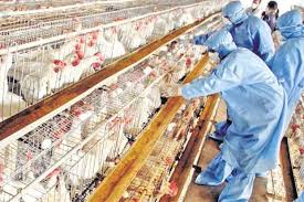 Why are egg prices so high in malaysia? Xryq6fag2endkm
