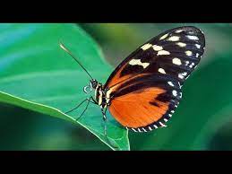 Caracteristicas E Importancia De Las Mariposas Tvagro Por Juan Gonzalo Angel Youtube