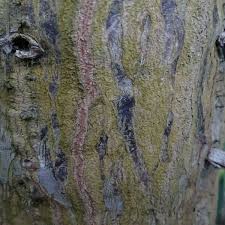 Image result for Euphorbia dawei