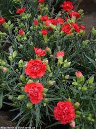 Pin On Flowers