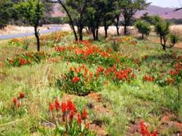 Image result for Parinari capensis