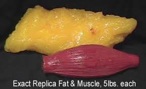 Using those values, we can conclude that a pound of body fat. 1 Pound Of Fat Vs Muscle Pictures Facts Diet Database