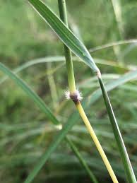Image result for Bothriochloa bladhii