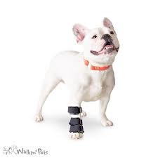 Walkin Carpal Splint For Dogs And Other Pets Dog Wheelchair Pets Dogs