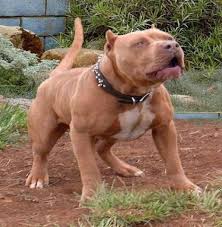 Find a suitable name on our list. Featured Breeder Bully Gang American Pit Bulls American Bully World