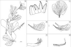 Image result for Neorautanenia mitis