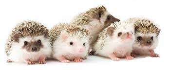 Two of hedgehogs are nearly white, and two more are a perfect blend of the white and dark colors. Grooming
