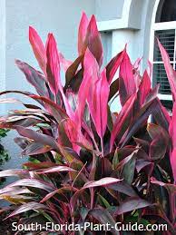 This has become one of my favorite plants on my covered deck. Cordylines Dracaenas