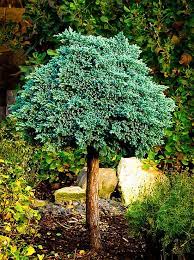 Blue Star Juniper Tree Form Blue Star Juniper Miniature Trees Juniper Tree
