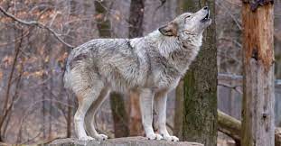 The Lost Boy Who Lived with Wolves: The Extraordinary Story of Daniel ...
