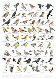 Poster Gartenvogel Garden Birds Vogel Als Haustiere Vogel Im Garten Vogelkunde