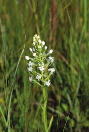 Image result for Habenaria kilimanjari