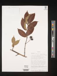 Image result for Canthium oligocarpum