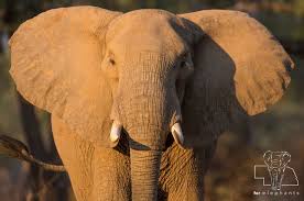 Asian elephants weight between 3.25 and 5.5 tons. Updated Fun Facts About Elephant S Ears Blog