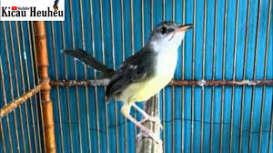 Check spelling or type a new query. Ciblek Semi Paud Rekomensasi Buat Masteran Burung Kesayangan Anda Youtube