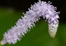 Image result for Aponogetonaceae