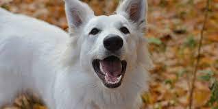 Read our german shepherd buying advice page for information on this dog breed. Kennel Club Warns On German Shepherds Being Sold As White Swiss Shepherd Uk Pets